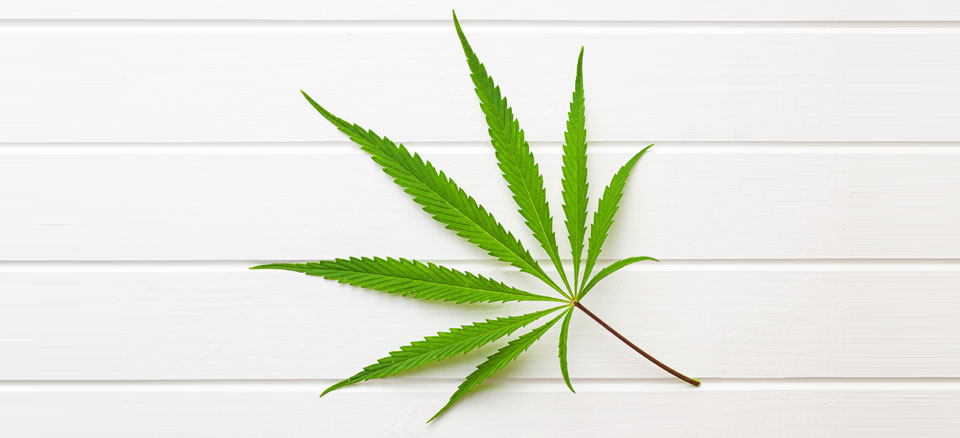 Légalisation cannabis - Impact sur cannabis médical